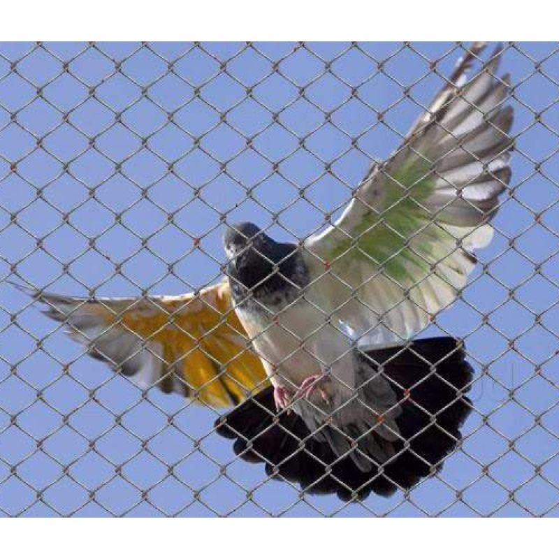 Safety Nets