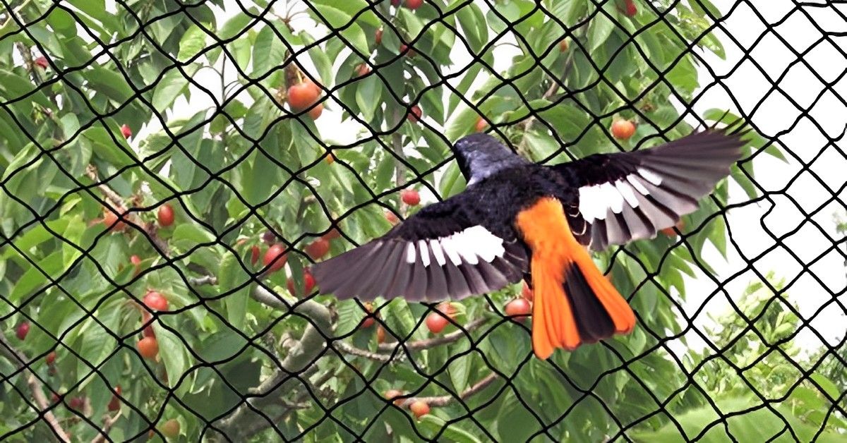 Safety Nets