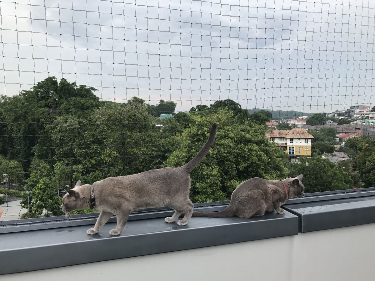 Safety Nets