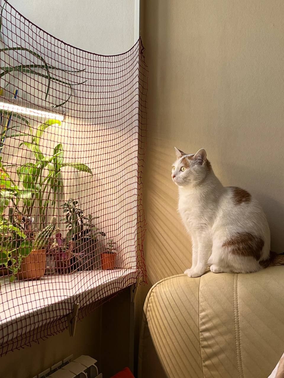 Safety Nets