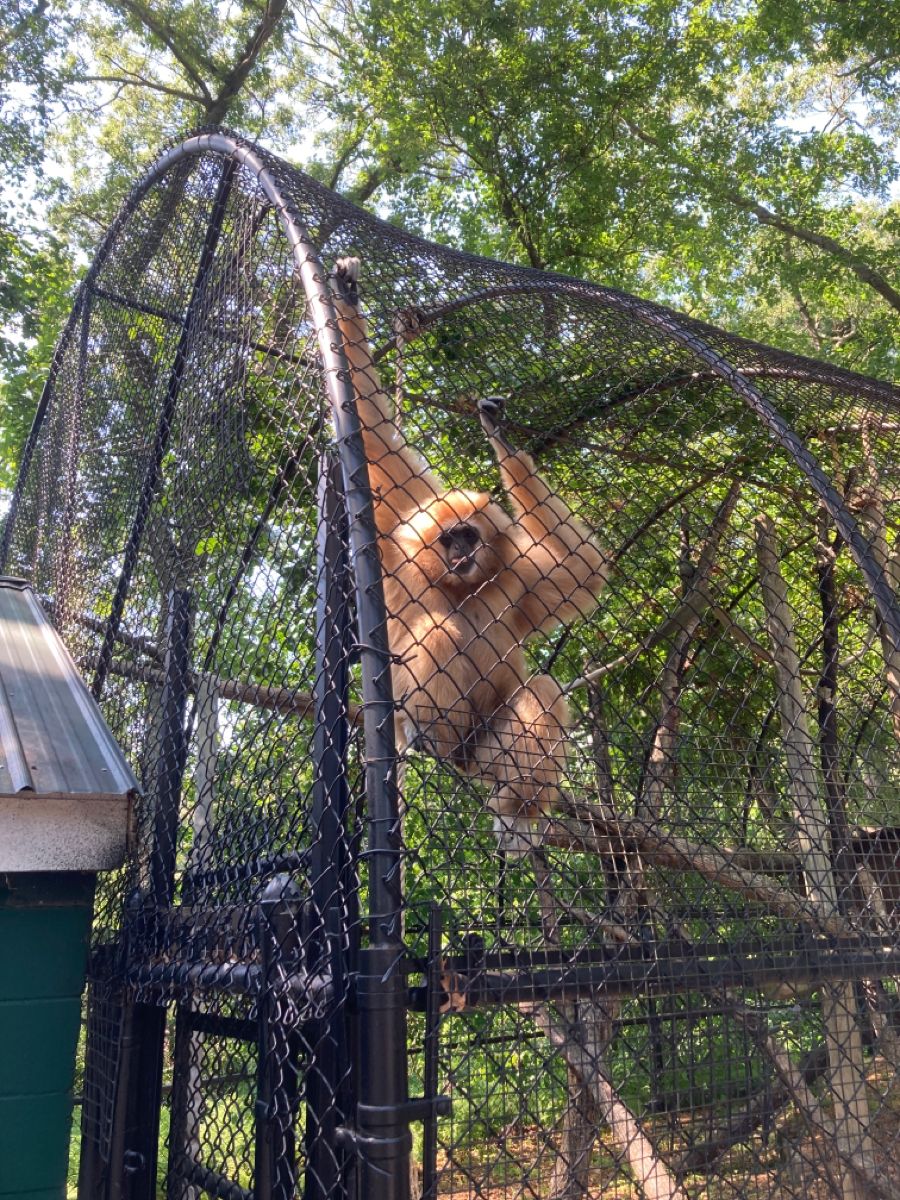 Safety Nets